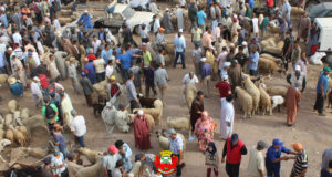 فيديو حول تنظيم سوق الماشية بسطاح المدينة بمناسبة عيد الأضحى المبارك